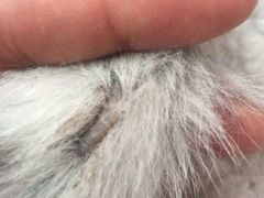 -菲丽丝宠物医院·24小时·猫科中心·免疫点(淮海分院)