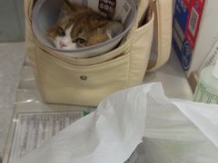 -四月宠物医院·猫专科·心脏专科·内科(转塘店)