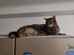 -瑞派康怡24h宠物医院·犬猫医疗中心·微创绝育(瑞景分院)