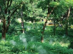 -北京西山国家森林公园