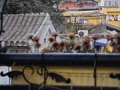 -Sirena海妖日咖夜酒