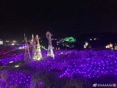 -大塘金香草谷