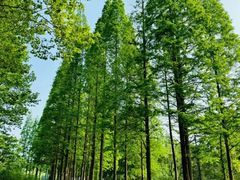 -宜兴龙背山森林公园