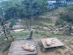 -大连森林动物园