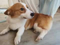 -浣熊柯尔鸭土拨鼠·电玩咖