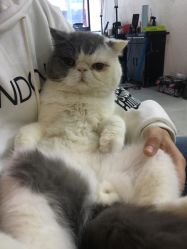 -痒刺青