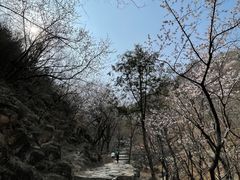 -北京鹫峰国家森林公园