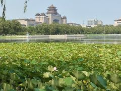 -莲花池公园