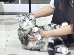 -宠颐生宠物医院·异宠猫科内科·诊疗中心宠巢店