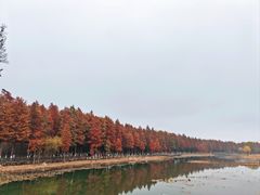 -苏州太湖湖滨国家湿地公园