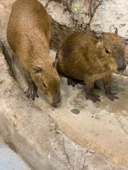 -Zoolung Zoolung动物主题公园(海信广场店)