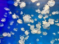 -海合安成都极地海洋公园