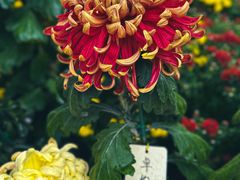 -国家植物园