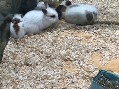 -龟与熊猫宠物公园(南坪店)