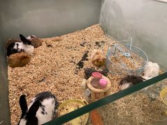 -70cat德文卷毛猫·缅因猫纯种猫舍