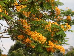 -中国科学院西双版纳热带植物园