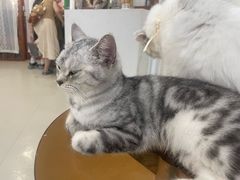 -共舞时光猫咖·狗咖(新街口店)