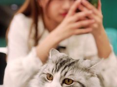 -飞行喵MR PILOT|猫舍·猫咖(静安大融城店)