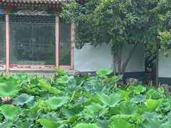 -莲湖公园