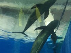 -北戴河圣蓝海洋公园