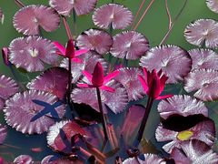 -国家植物园南园