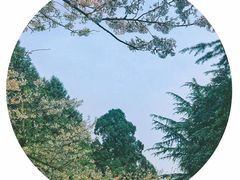 -武汉大学-樱园
