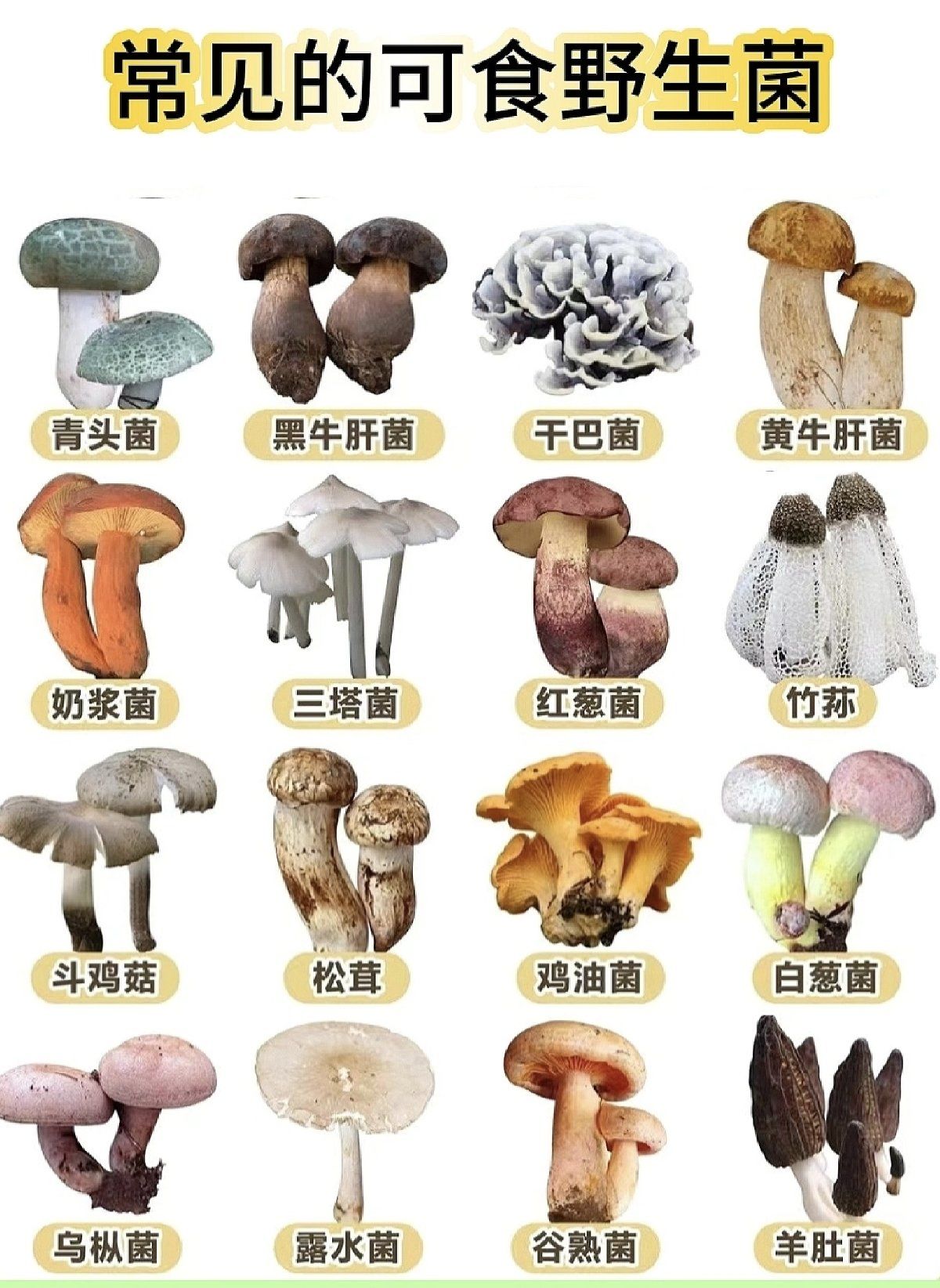 常见的可食野生菌