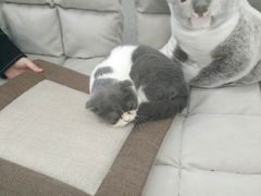 -豆老板的猫咖啡(碑林博物馆店)