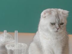 -飞行喵MR PILOT|猫舍·猫咖(静安大融城店)