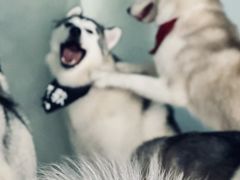 -Husky Go! 哈士奇体验馆·宠物咖啡厅狗咖