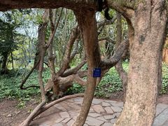 -中国科学院西双版纳热带植物园