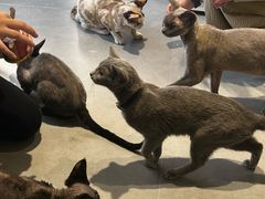 -琪喵猫屋·撸猫猫咖·猫舍