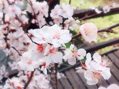 -Local泰莲庭(虹鳟鱼店)