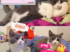 -喵zoo家庭繁育猫舍(尖东智能花园店)