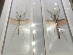 -上海昆虫博物馆