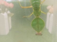 -上海昆虫博物馆