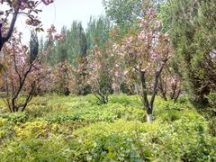 -长白岛森林公园