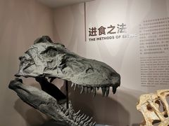 -自贡恐龙博物馆