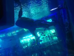 -成都浩海立方海洋公园