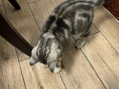 -宠颐生宠物医院外科·内科·皮肤科·影像科(石龙店)