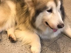 -more than meow吴止猫主题餐厅(承德 中船汇店)