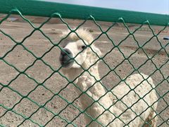 -新疆天山野生动物园