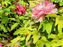 -莲花池公园