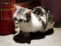 猫-AOE 火焰 剧本密室狼人杀