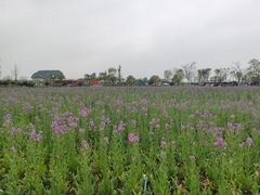 -荷兰花海