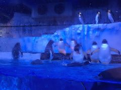 -芜湖新华联大白鲸海洋公园