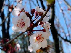 -楠柏弯休闲山庄(梨花溪店)