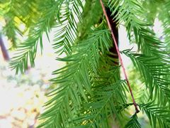 -洋湖国家湿地公园