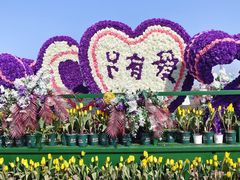-荷兰花海