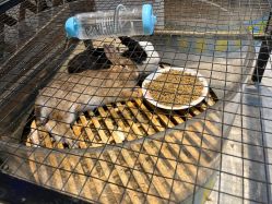 -酷嗒动物文化乐园(cutezoo西溪乐天城店)